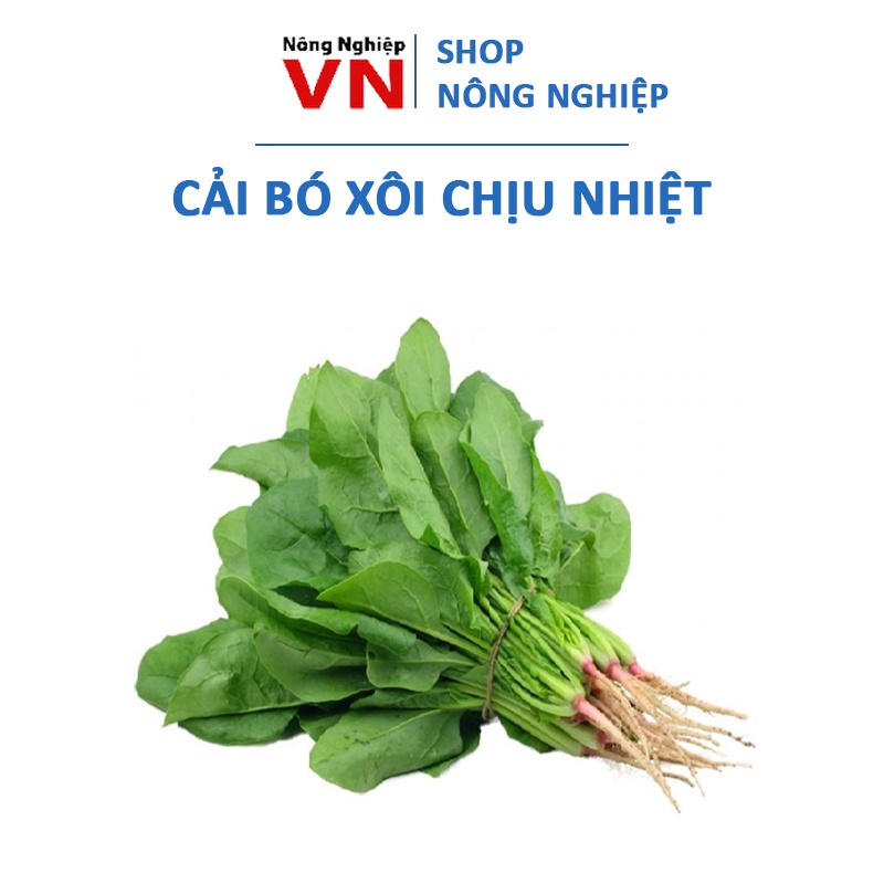 Sale 1k - 100 hạt giống cải bó xôi chịu nhiệt, rau chân vịt, cải bina ( túi zip )