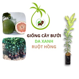 Bưởi Da Xanh Bến Tre | Giống Ruột Hồng - Vỏ Mỏng - Không Hạt - Thanh Ngọt - 2 cơi Cao 55cm - Góc To 5cm - Bầu Ổn Định