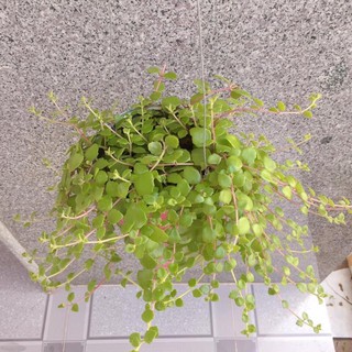 Chậu cây vải rồng trang trí vườn làm tăng vẻ đẹp cho khu vườn nhà
