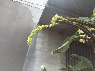 Combo 3 nàng kiều ( kiểu tím, vuông, vàng)