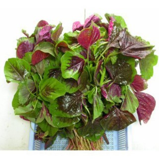 10gr Hạt Giống Rau Dền Tiều