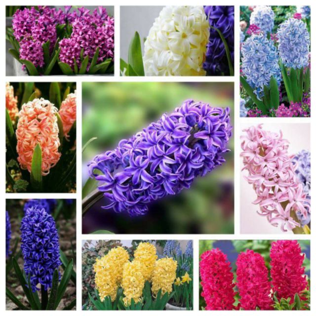 Củ Hoa Tiên Ông 7 màu Trồng Tết