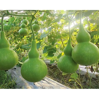 Hạt Giống Bầu Hồ Lô