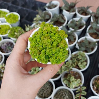 Sen đá sedum vàng
