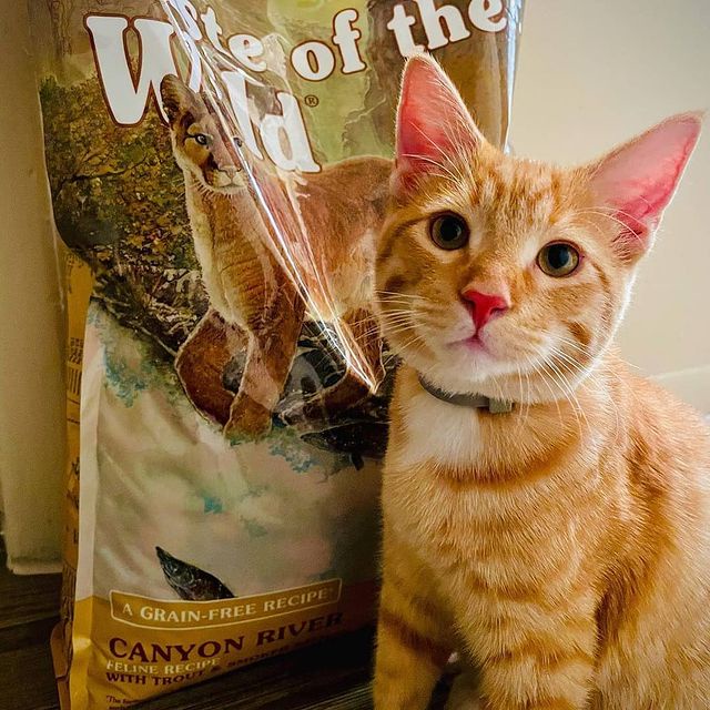 Thức ăn cho mèo không lông sphynx - Taste Of The Wild Canyon River Bao 2kg - Mượt Lông, Tiêu Búi Lông, Hệ Tiêu Hoá