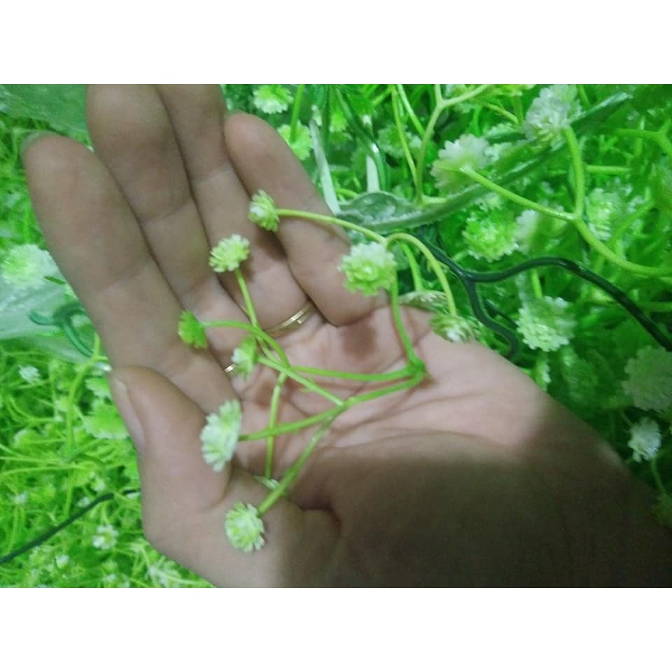 CỎ ĐIỂM KÝ-ĐIỂM HOA TRẮNG NHỎ