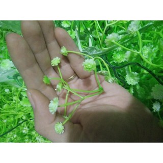 Cỏ điểm ký-điểm hoa trắng nhỏ