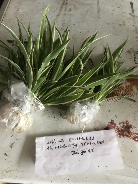 Combo 50 cây cỏ lan chi