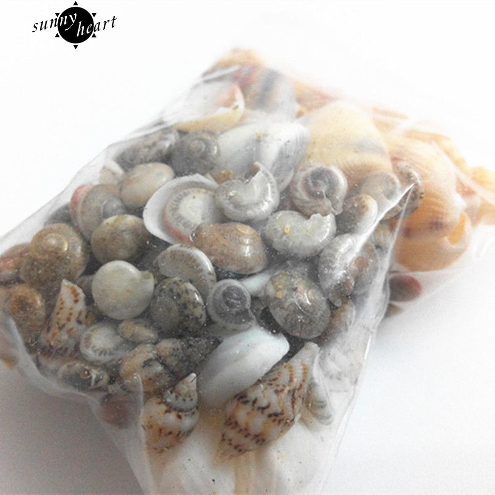 40 vỏ sò trang trí