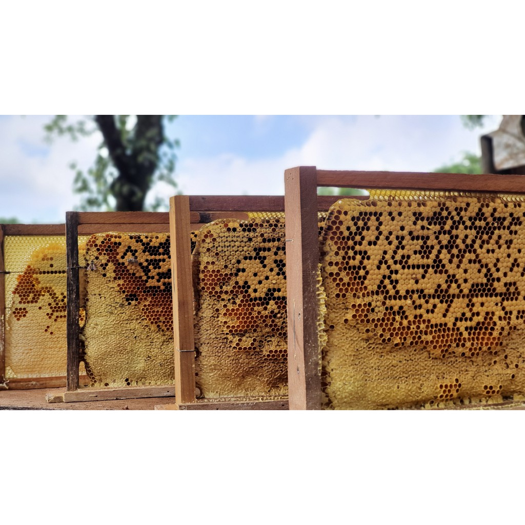 Mật ong nguyên chất hoa cà phê ej farm - set 2 hũ (mật ong rừng) | BigBuy360 - bigbuy360.vn