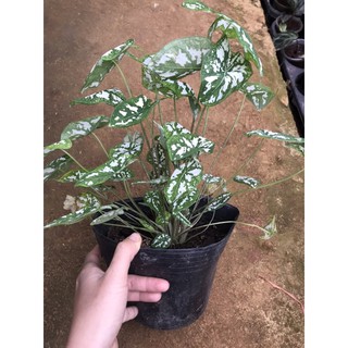 Chậu cứng Môn đốm trắng