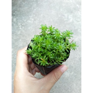 Sedum xanh size bầu
