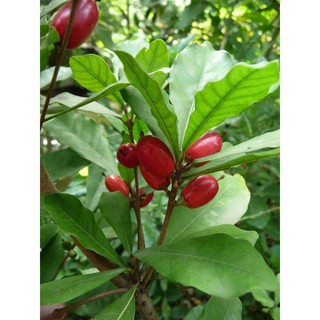 CÂY GIỐNG THẦN KÌ