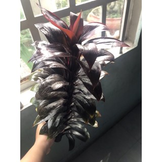 Cây phát tài lá tím ( mua 10 tặng 1)