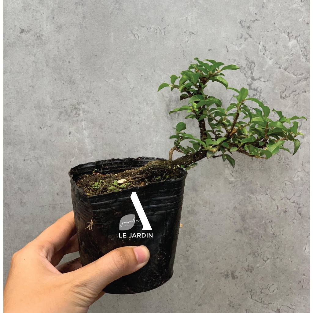9 loại Bonsai mini, bonsai terrarium, bonsai giống hiếm, bonsai nhỏ hơn 10cm - Setup tiểu cảnh bán cạn terraiurms