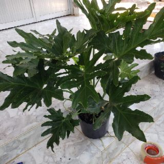 Trầu Bà Thanh Xuân(tặng kèm phân bón)