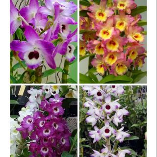 Dendro xuân hoa tết