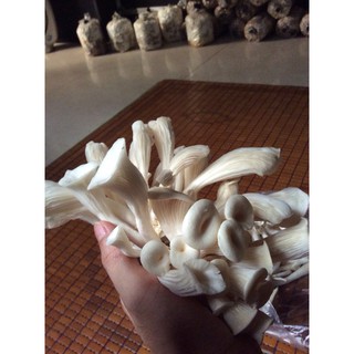 combo 5 phôi nấm bào ngư