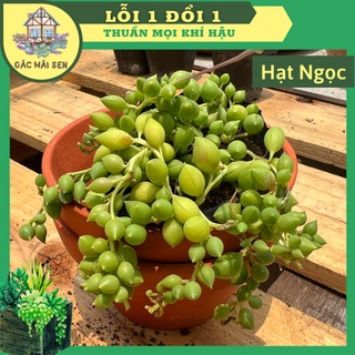 Sen đá hạt ngọc - sen đá bầu nhỏ khỏe Gác Mái Sen - thuần khí hậu