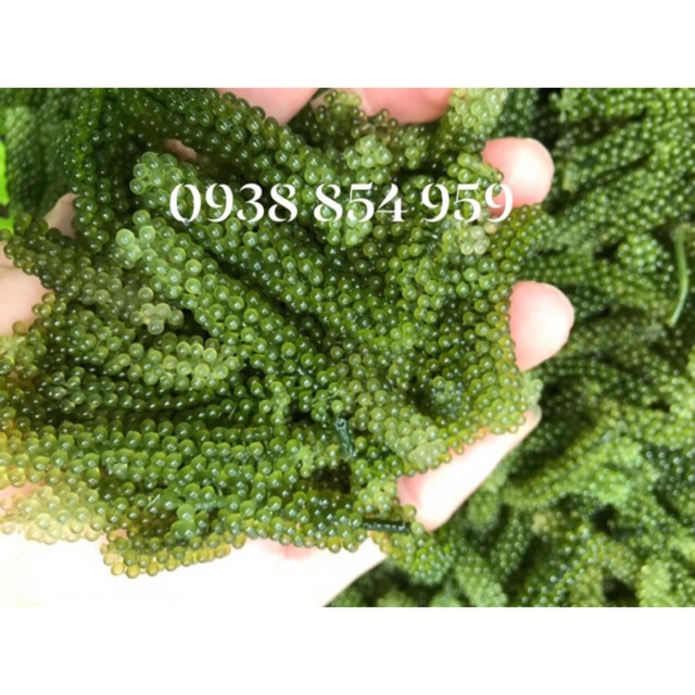 RONG NHO BIỂN TƯƠI (170,000đ/kg) {Vì hàng tươi nên shop xin phép chỉ ship tại khu vực HCM và các Tỉnh lân cận]