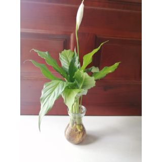 Cây lan ý thủy ainh + chậu