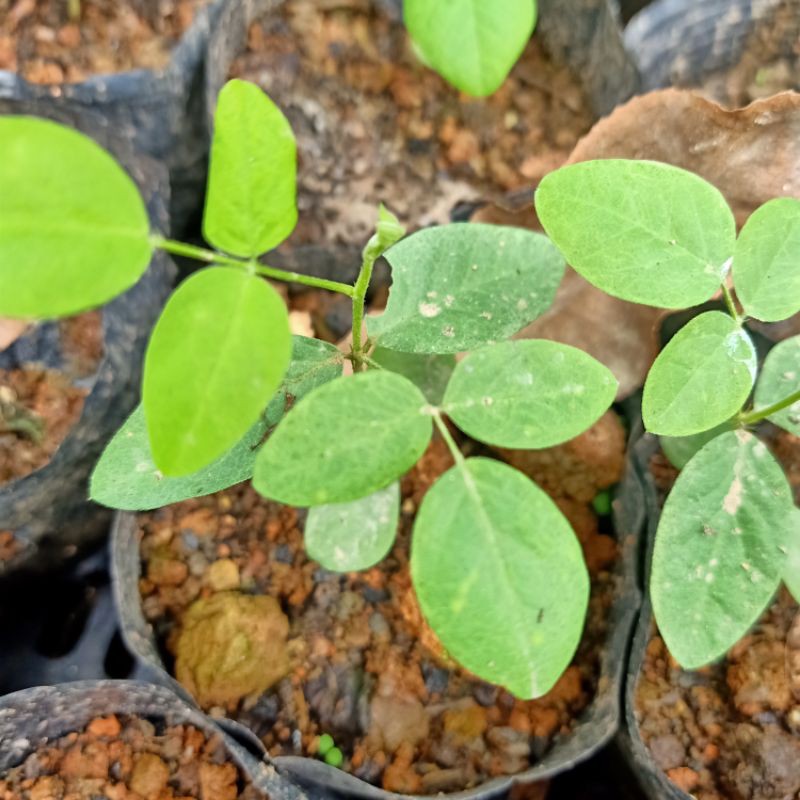 cây giống hoa đậu biếc