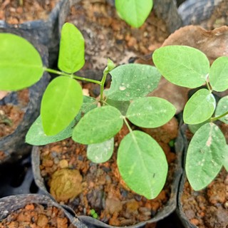 Cây giống hoa đậu biếc
