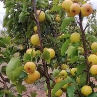 Cây giống lê vàng