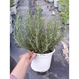 CHẬU CÂY HƯƠNG THẢO ROSEMARY BỤI TRUNG & LỚN - HƯƠNG THƠM DỄ CHỊU, GIẢM STRESS