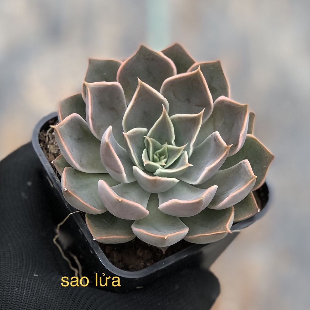 Sen đá Sao Lửa - echeveria mensa