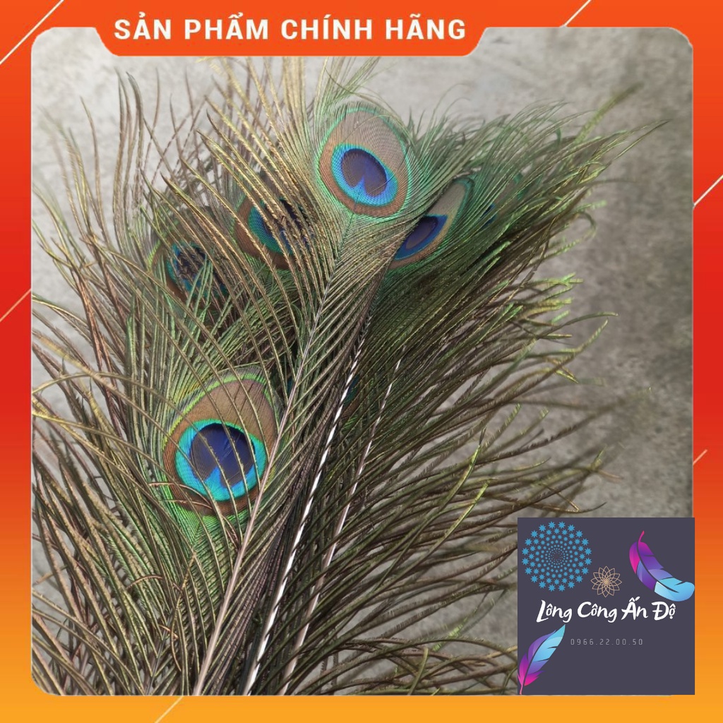 Lông công phong thủy