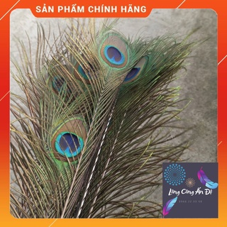 Lông công phong thủy (xả kho)