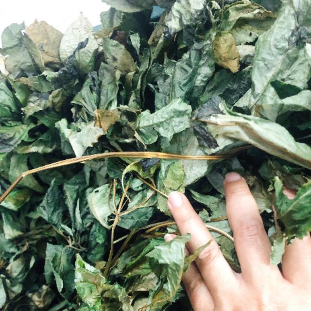 LÁ SÂM NGỌC LINH KHÔ | Shopee Việt Nam