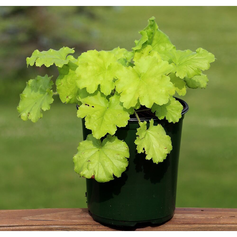 Cây Heuchera Lemon Love (Chuông San Hô Lemon Love) chậu nhựa