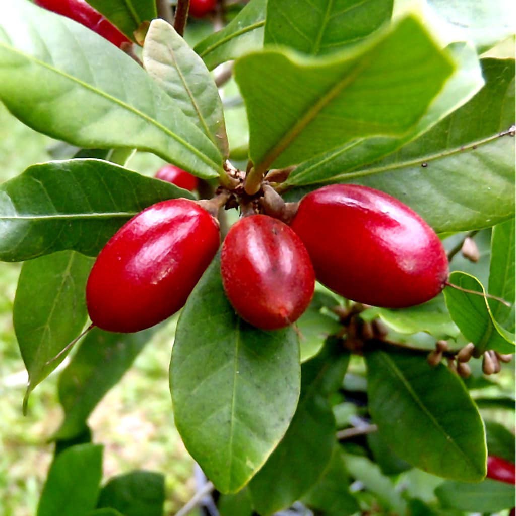 Cây giống thần kỳ - có trái ăn làm thay đổi vị giác