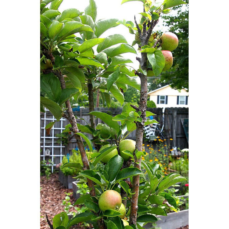 Hạt giống táo đỏ lùn gói 20 HẠT tại Hạt Giống Bốn Mùa