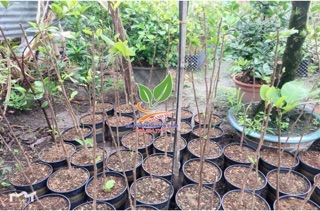 Cây giống Hoa Mộc Lan