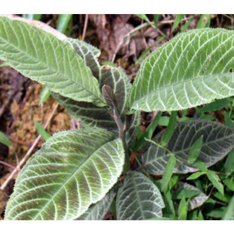 Lá Khôi Tía, Khôi Nhung rừng, chuẩn mới thơm sạch