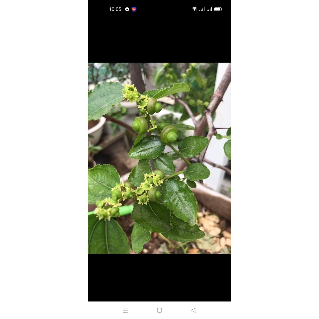 Cây táo tàu hồ lô - hồng táo hồ lô  đang hoa sắp trái cây cao 90-100cm - ship toàn quốc