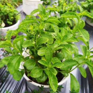 Cây cỏ ngọt (Vị thuốc quý dành cho người bị tiểu đường)