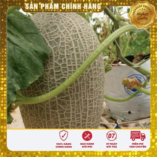 Hạt giống Dưa lưới xanh ruột đỏ quả oval ( 10 hạt)