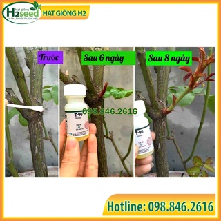 Siêu bật mầm T90 - kích mầm mọi vị trí, hiệu quả nhanh chóng