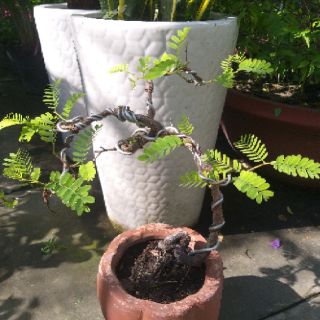 Cây me Thái Bonsai