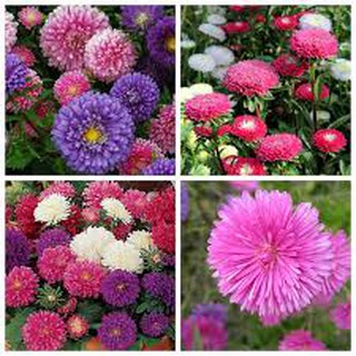 100 hạt giống hoa cúc đài loan nhiều màu