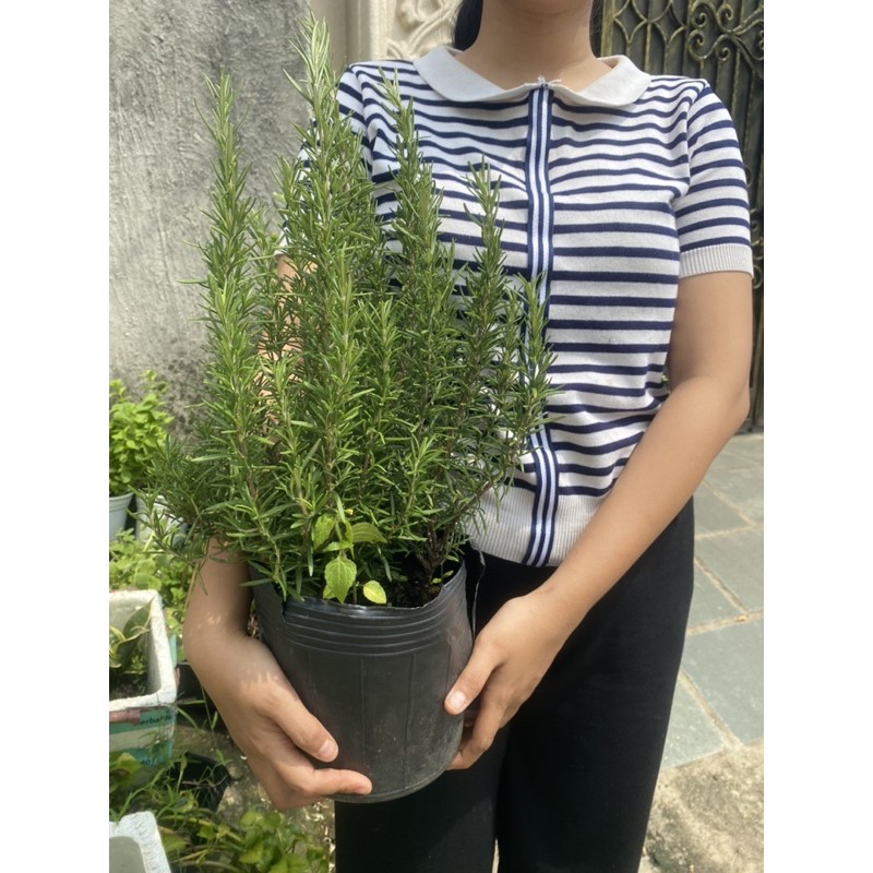 CÂY ROSEMARY - HƯƠNG THẢO BỤI LỚN 25-30cm