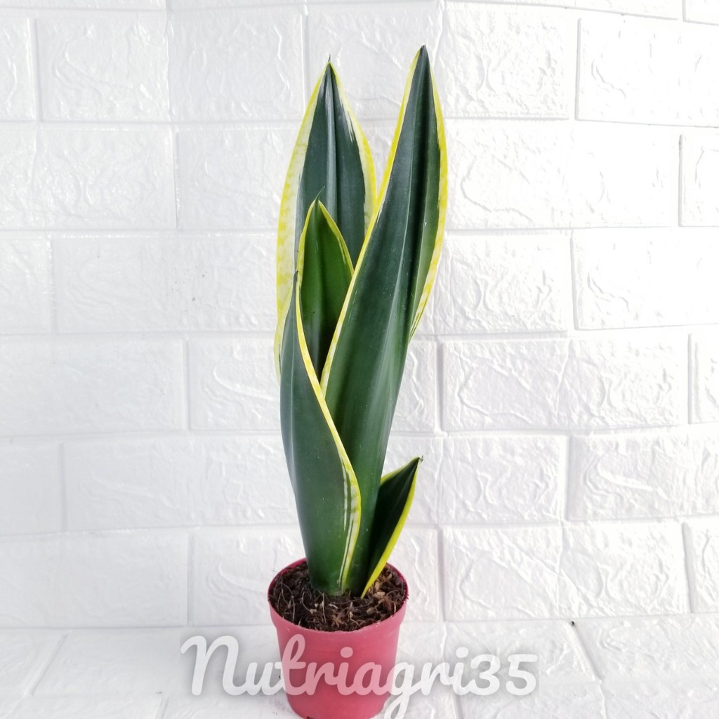 Lưỡi Hổ Ngọc Bích_Lưỡi Hổ Thái Xanh Viền Vàng👍👍giống mới Cây đẹp cao 30-35cm👍👍