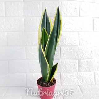 Lưỡi hổ ngọc bích_lưỡi hổ thái xanh viền vàng👍👍giống mới cây đẹp cao 30-35cm👍👍