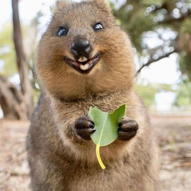 Pat's House, Cửa hàng trực tuyến | BigBuy360 - bigbuy360.vn