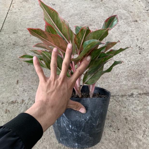 Cây phú quý để bàn trưởng thành cao 25cm, cây phong thuỷ tươi tốt quanh năm và rất dễ chăm sóc, trồng trang trí nội thất