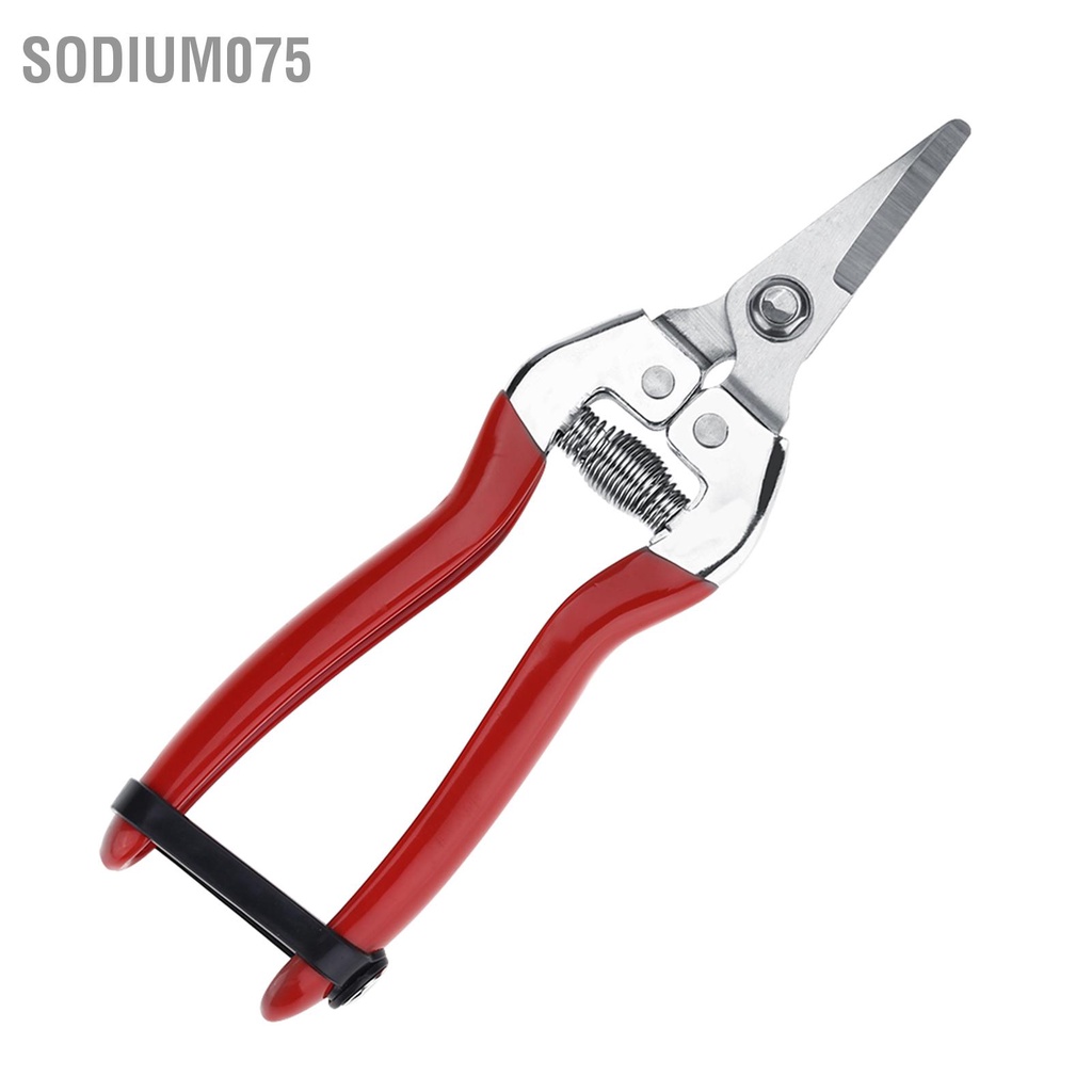 Có thể bán buôn  1Pc Sturdy Fruit Tree Bonsai Gardening Cắt tỉa Shear Garden Scissors Pruner Tool Curved Blade Sodium075 Hàng giao ngay